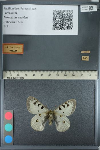 Media type: image;   Entomology 174367